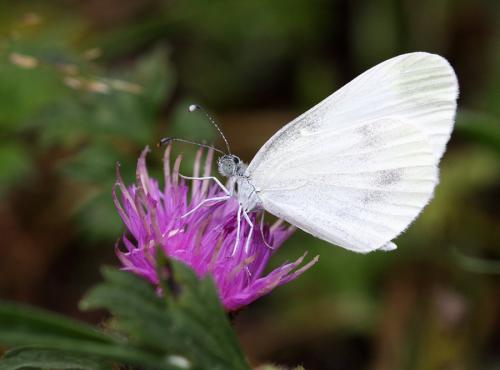 Leptidea sinapis