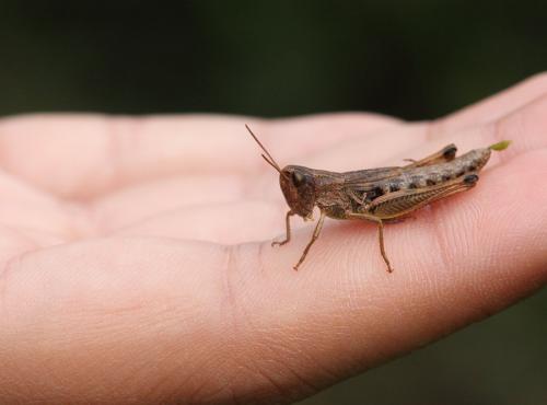 Réf. 64 540 : Pseudochorthippus parallelus