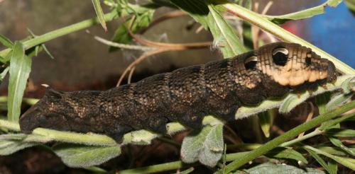 Deilephila elpenor