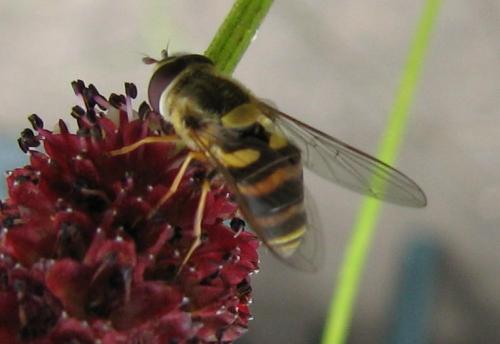 Syrphus sp.