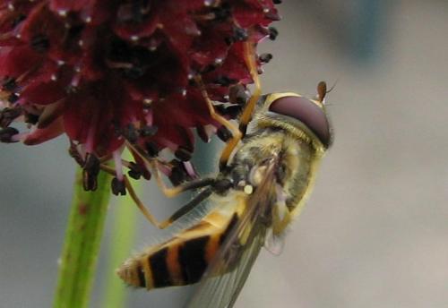 Syrphus sp.