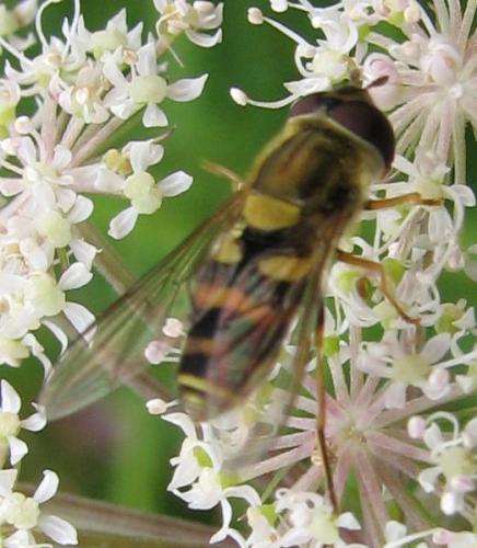 Syrphus vitripennis