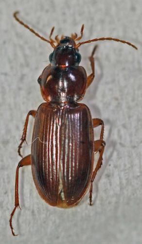 Synuchus vivalis