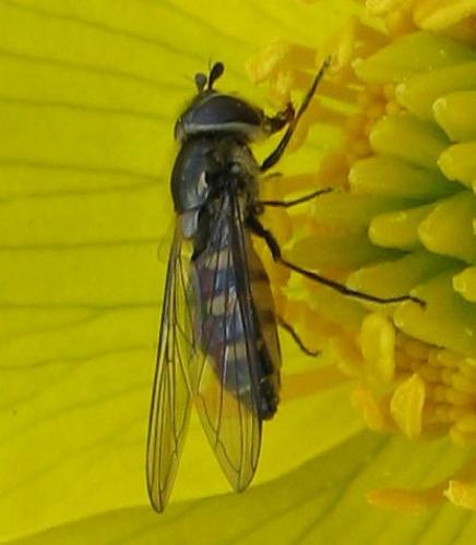 Melangyna sp.