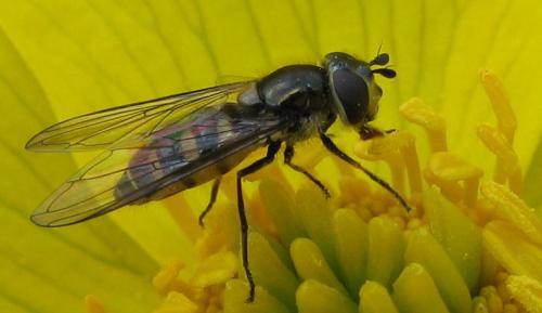 Melangyna sp.
