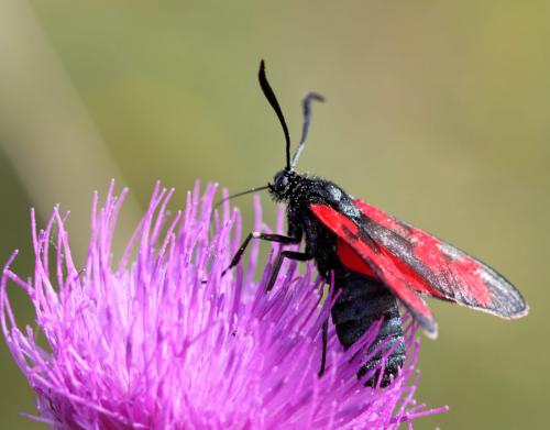 Zygaena filipendulae