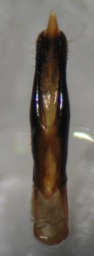 Anthaxia ignipennis