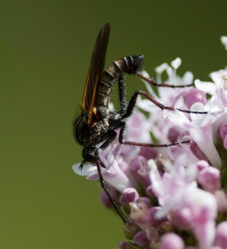Empis tessellata