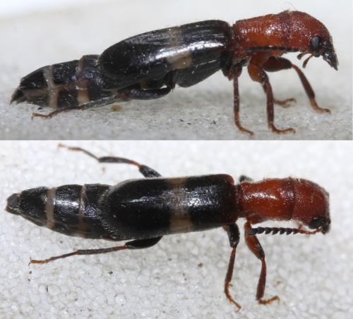 Réf. 64 176 : Denops albofasciatus