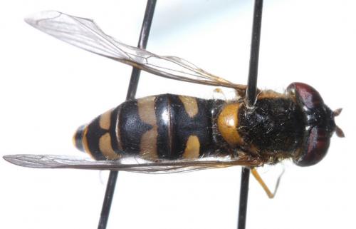 Epistrophella euchroma