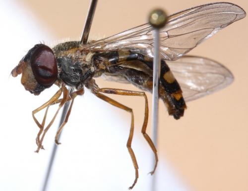 Epistrophella euchroma