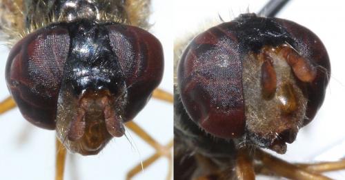 Epistrophella euchroma