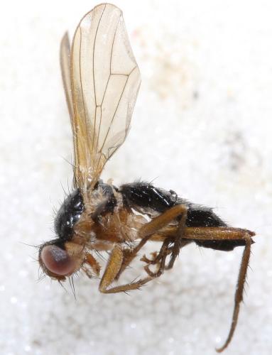 Cordilura albipes