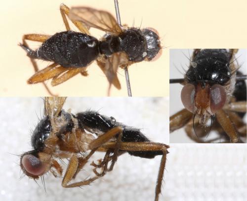 Réf. 64 347 : Cordilura albipes