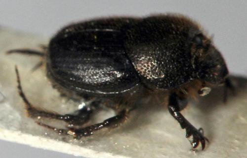 Onthophagus joannae
