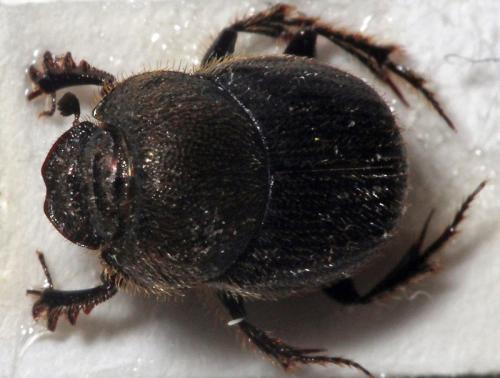 Onthophagus joannae