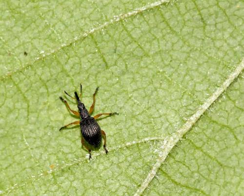 Protapion fulvipes