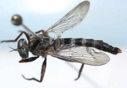 Réf. 64 549 : Tolmerus pyragra
