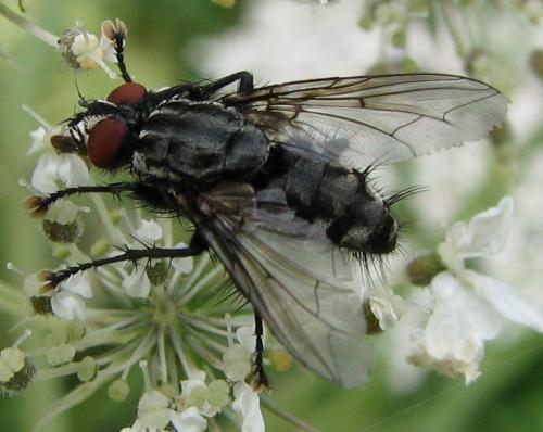 Sarcophaga sp.