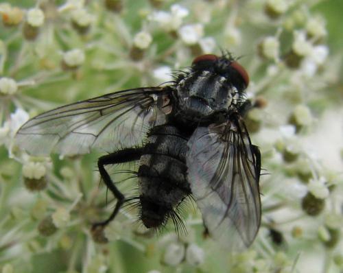Sarcophaga sp.