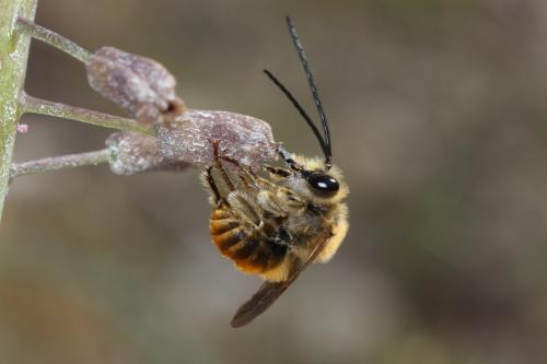 Eucera sp.