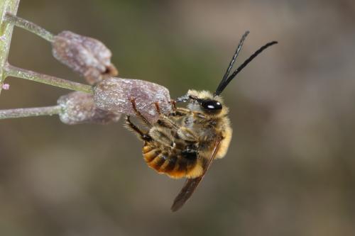 Réf. 64 662 : Eucera sp.