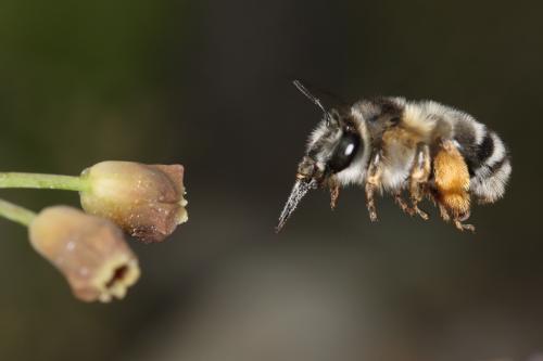 Anthophora retusa