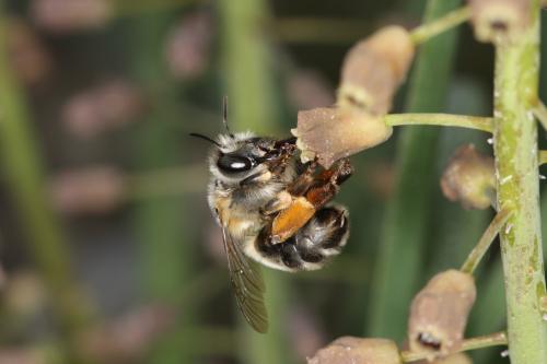 Anthophora retusa