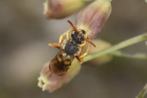 Nomada sp.