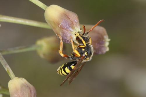 Nomada sp.