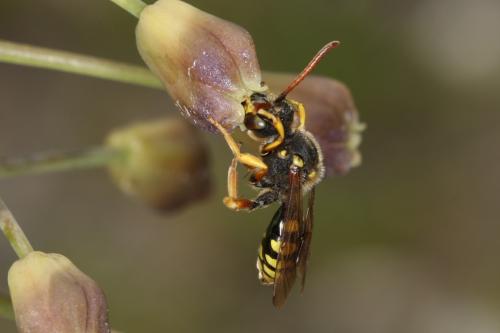 Nomada sp.
