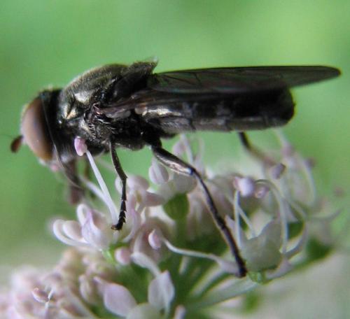 Riponnensia splendens