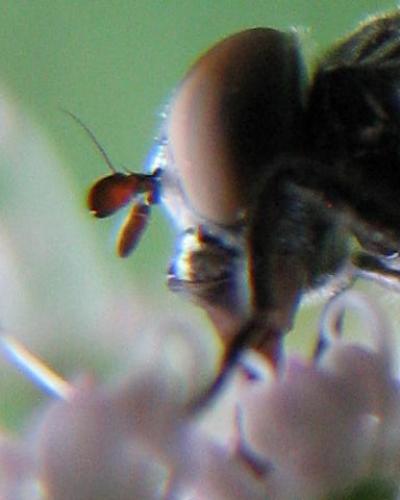 Riponnensia splendens