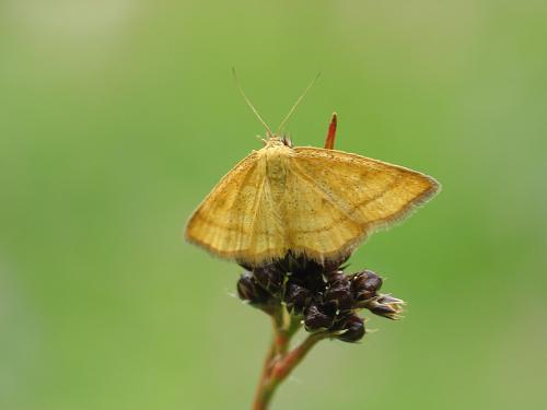 Réf. 64 466 : Idaea flaveolaria