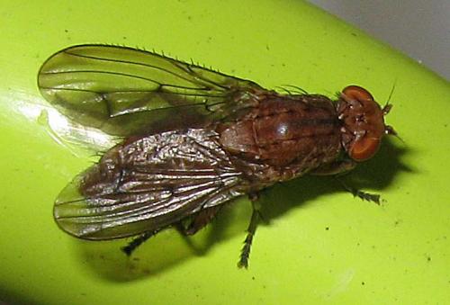 Suillia sp.