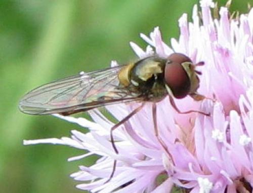 Meliscaeva auricollis