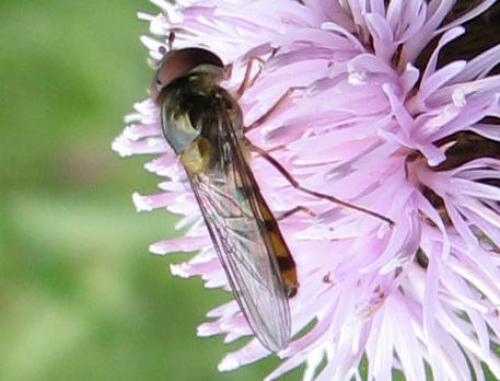 Meliscaeva auricollis
