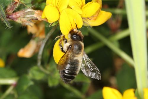 Megachile sp.