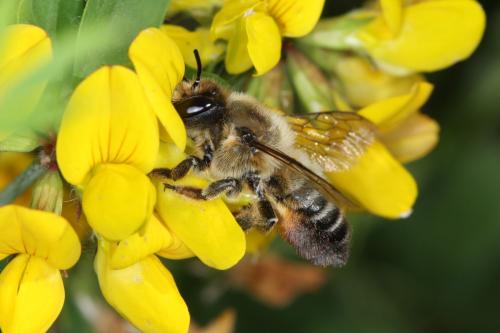 Megachile sp.