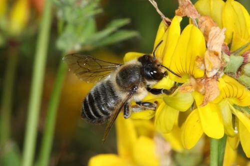 Megachile sp.