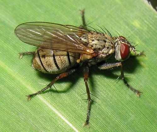 Réf. 64 669 : Coenosia tigrina