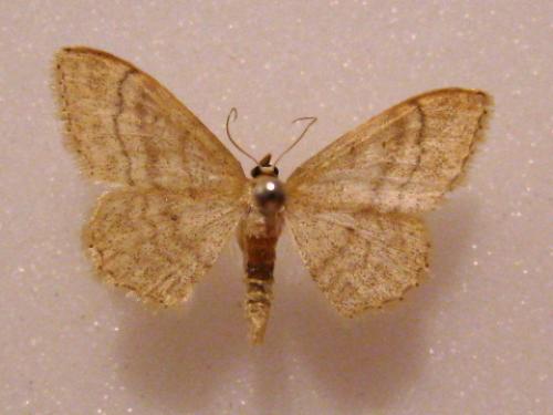 Idaea deversaria