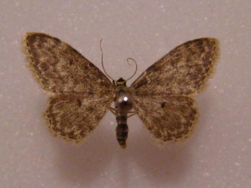 Réf. 64 487 : Idaea sp.