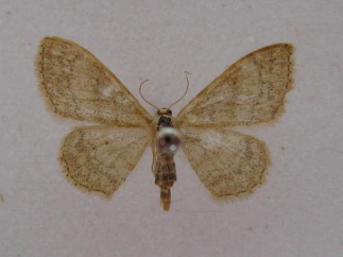 Idaea deversaria