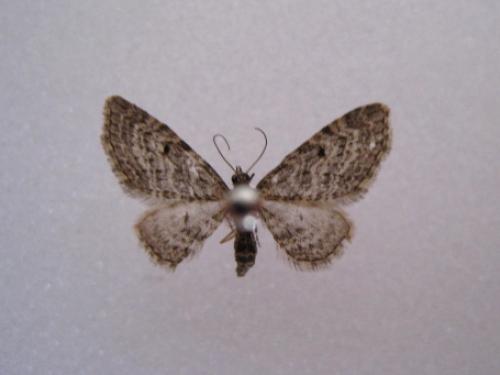 Eupithecia sp.