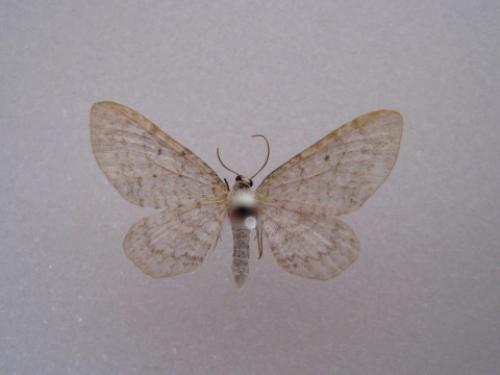 Eupithecia sp.