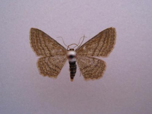 Réf. 64 586 : Scopula virgulata