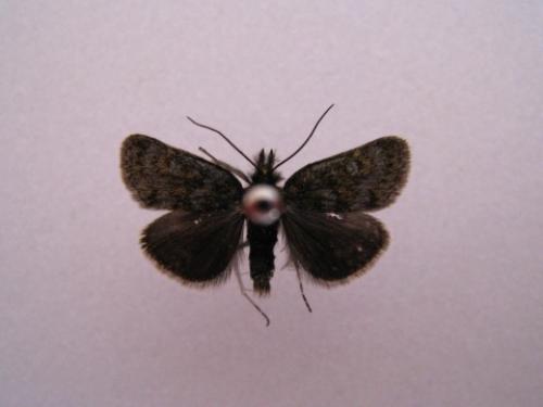 Réf. 64 655 : Metaxmeste phrygialis