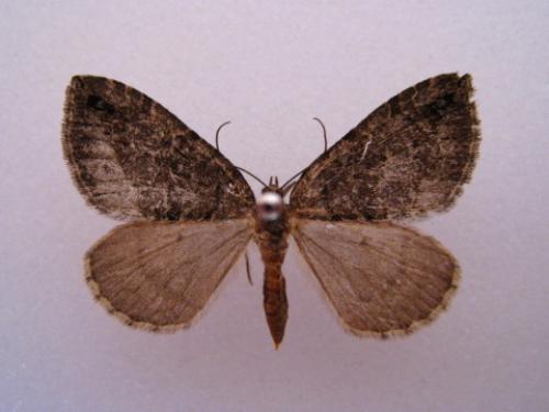 Réf. 64 656 : Hydriomena furcata