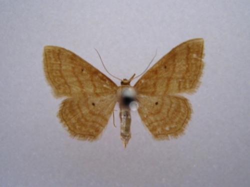 Idaea rufaria